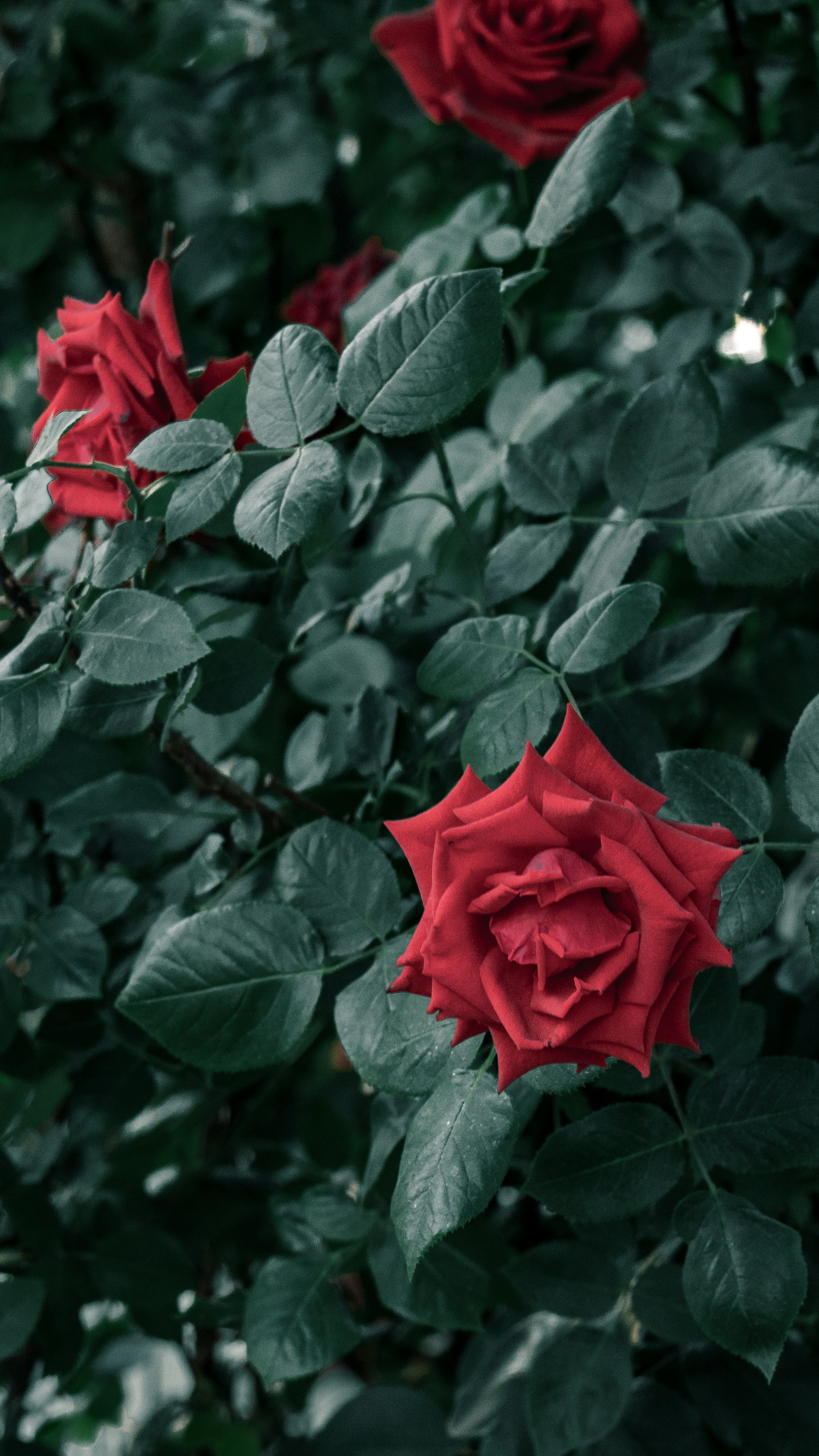 red rose in bloom during daytime